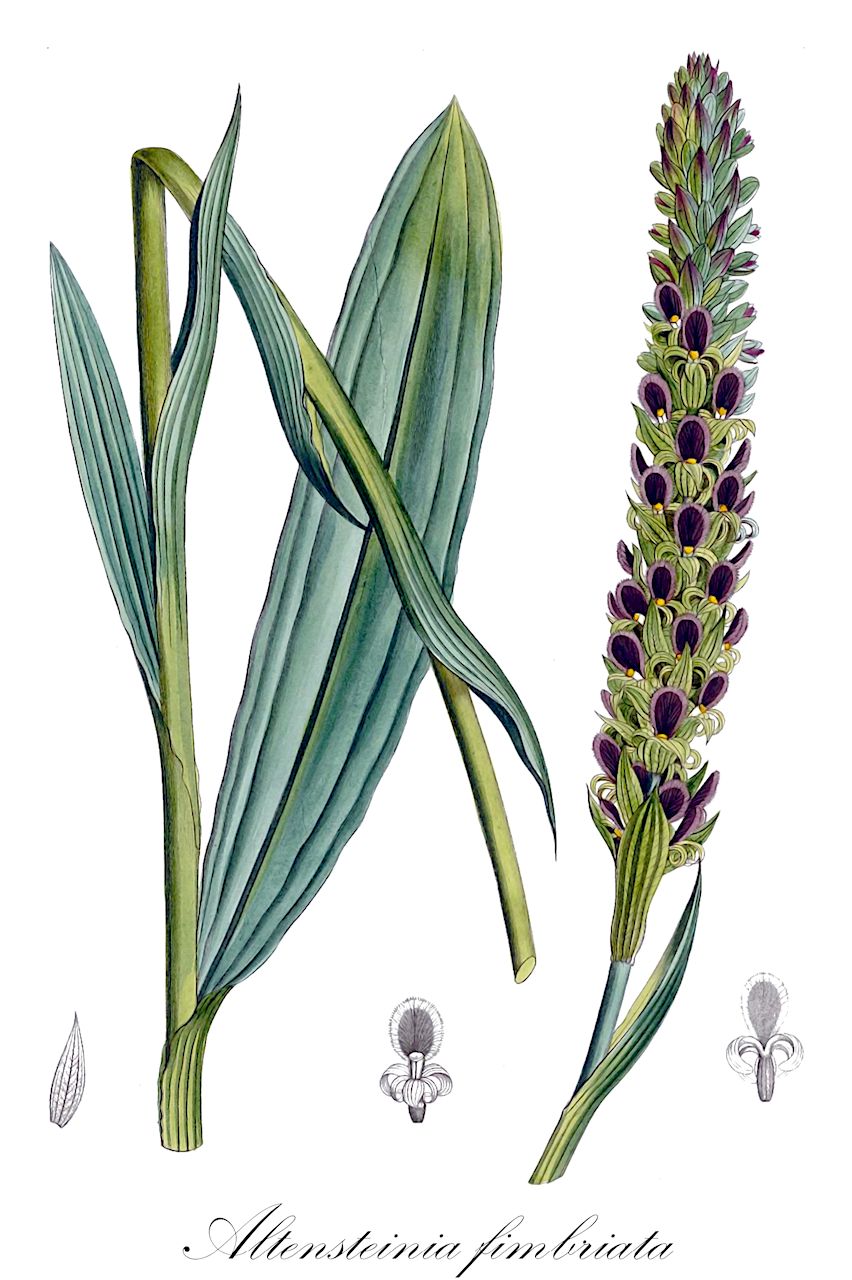 Altensteinia fimbriata - Orchidaceae,Plantae,Pteridobiotina,Angiosperms,Asparagales,Orchidaceae,Altensteinia,Altensteinia fimbriata,Altensteinia sceptrum