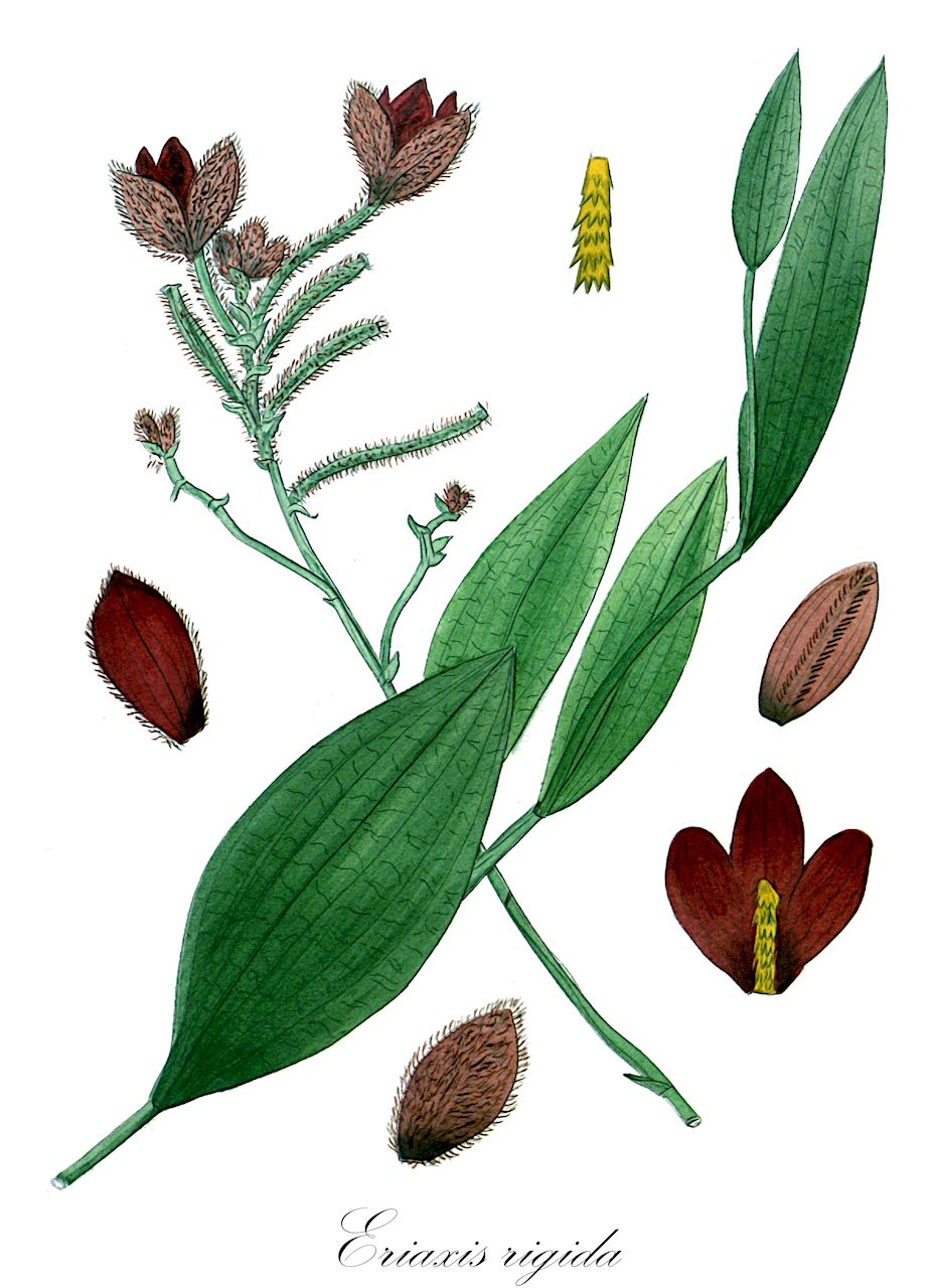Eriaxis rigida - Orchidaceae,Plantae,Pteridobiotina,Angiosperms,Asparagales,Orchidaceae,Eriaxis,Eriaxis rigida,Epistephium regis-alberti, Galeola rigida