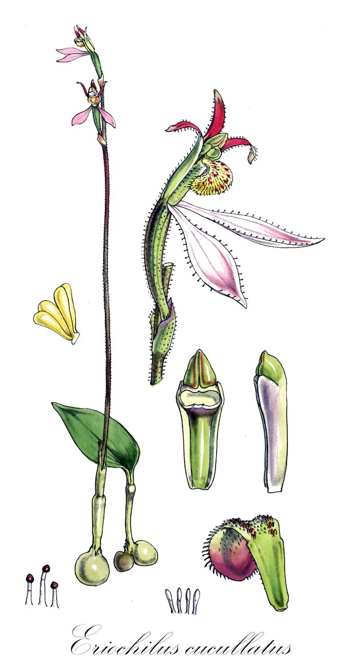 Eriochilus cucullatus - Orchidaceae,Plantae,Pteridobiotina,Angiosperms,Asparagales,Orchidaceae,Eriochilus,Eriochilus cucullatus,Epipactis cucullata, Eriochilus autumnalis, Graphorkis cucullata, Serapias cucullata