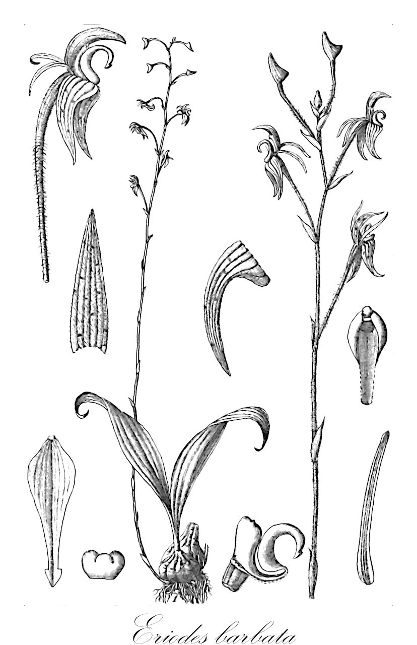 Eriodes barbata - Orchidaceae,Plantae,Pteridobiotina,Angiosperms,Asparagales,Orchidaceae,Eriodes,Eriodes barbata,Coelogyne nigro-furfuracea, Eria barbata, Neotainiopsis barbata, Pinalia barbata, Tainia barbata, Tainiopsis barbata