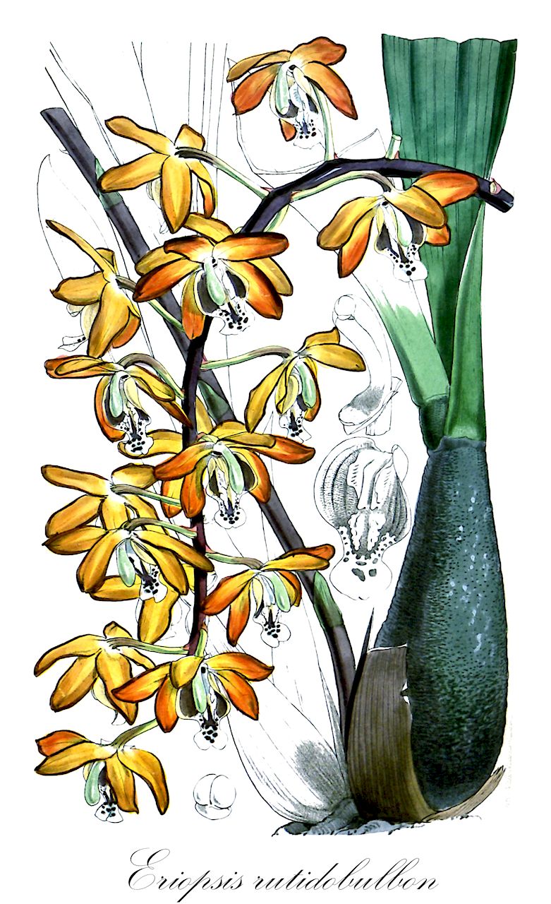 Eriopsis rutidobulbon - Orchidaceae,Plantae,Pteridobiotina,Angiosperms,Asparagales,Orchidaceae,Eriopsis,Eriopsis rutidobulbon,Eriopsis colombiana, Eriopsis wercklei, Eriopsis werckleri