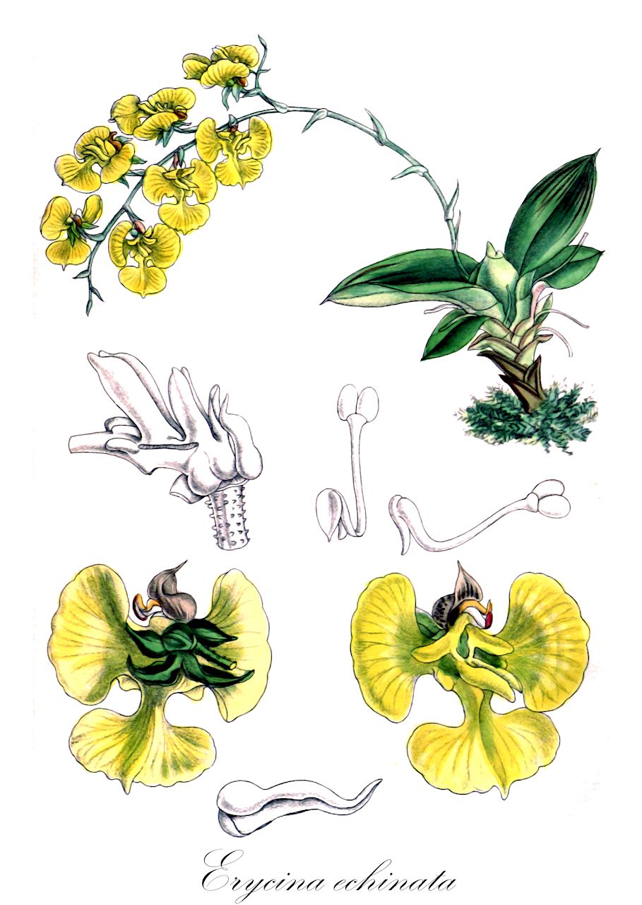 Erycina echinata - Orchidaceae,Plantae,Pteridobiotina,Angiosperms,Asparagales,Orchidaceae,Erycina,Erycina echinata,Erycina major, Oncidium echinatum, Oncidium echinatum var. backhousianum