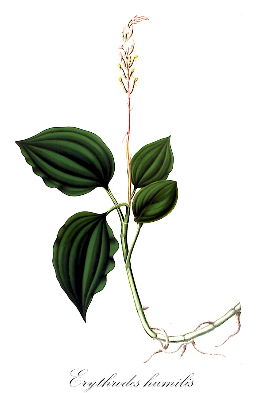 Erythrodes humilis - Orchidaceae,Plantae,Pteridobiotina,Angiosperms,Asparagales,Orchidaceae,Erythrodes,Erythrodes humilis,Physurus humilis