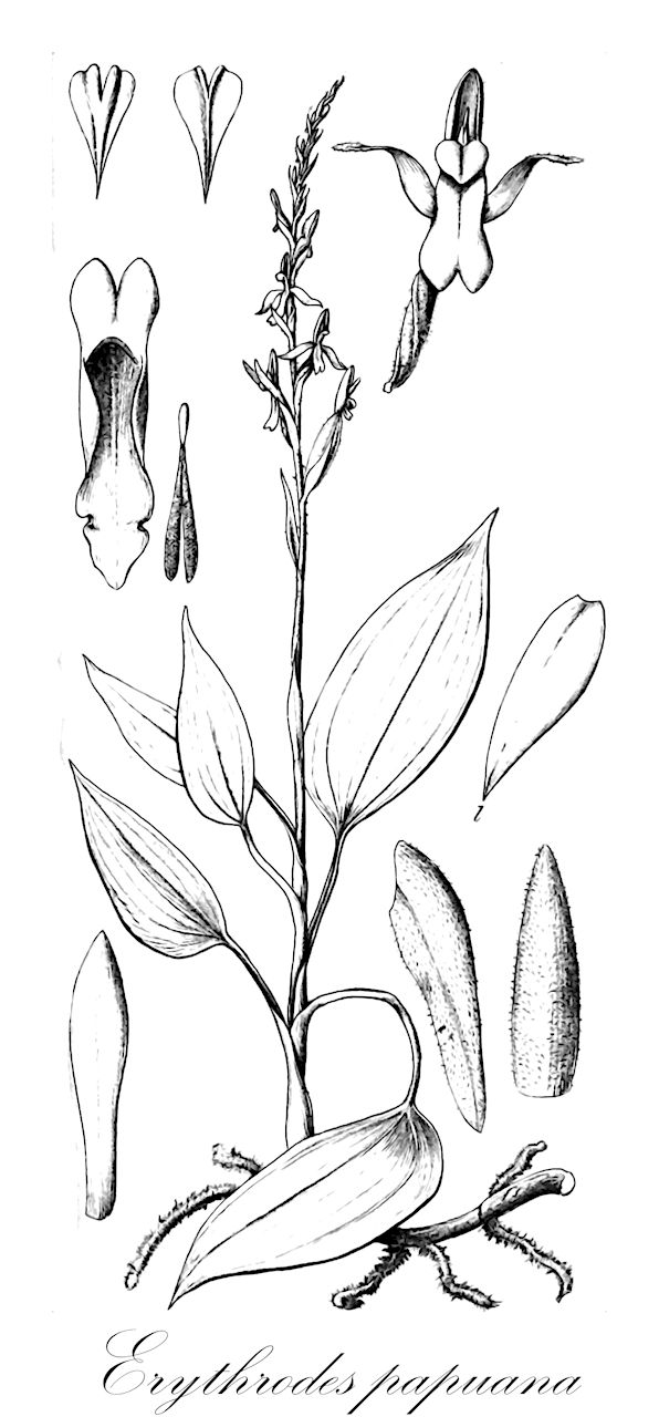 Erythrodes papuana - Orchidaceae,Plantae,Pteridobiotina,Angiosperms,Asparagales,Orchidaceae,Erythrodes,Erythrodes papuana,Erythrodes bicalcarata, Physurus bicalcaratus