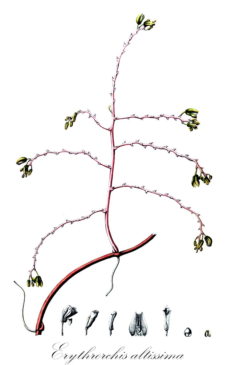Erythrorchis altissima - Orchidaceae,Plantae,Pteridobiotina,Angiosperms,Asparagales,Orchidaceae,Erythrorchis,Erythrorchis altissima,Cyrtosia altissima, Erythrorchis ochobiensis, Galeola altissima, Galeola ochobiensis, Haematorchis altissima, Vanilla taiwaniana