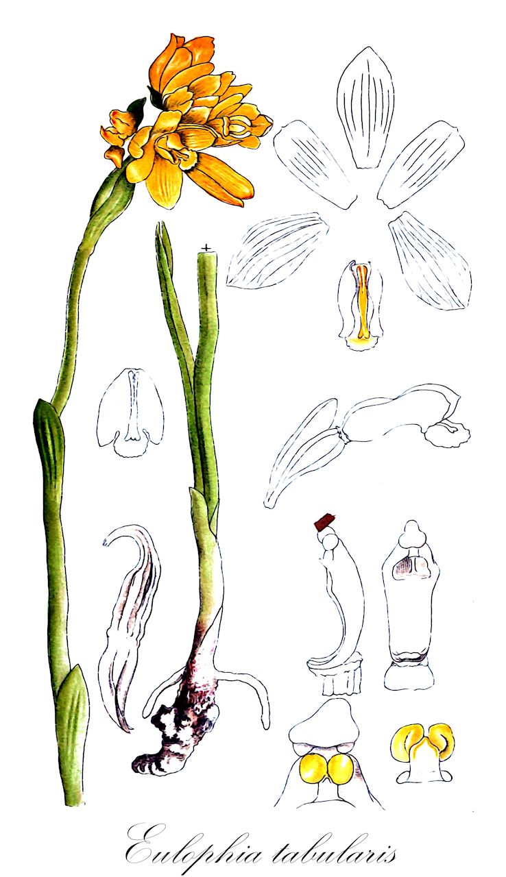Eulophia tabularis - Orchidaceae,Plantae,Pteridobiotina,Angiosperms,Asparagales,Orchidaceae,Eulophia,Eulophia tabularis,Cymbidium tabulare, Cymbidium tabulare, Epidendrum tabulare, Eulophia peglerae, Orthochilus tabularis, Satyrium tabulare, Serapias tabularis
