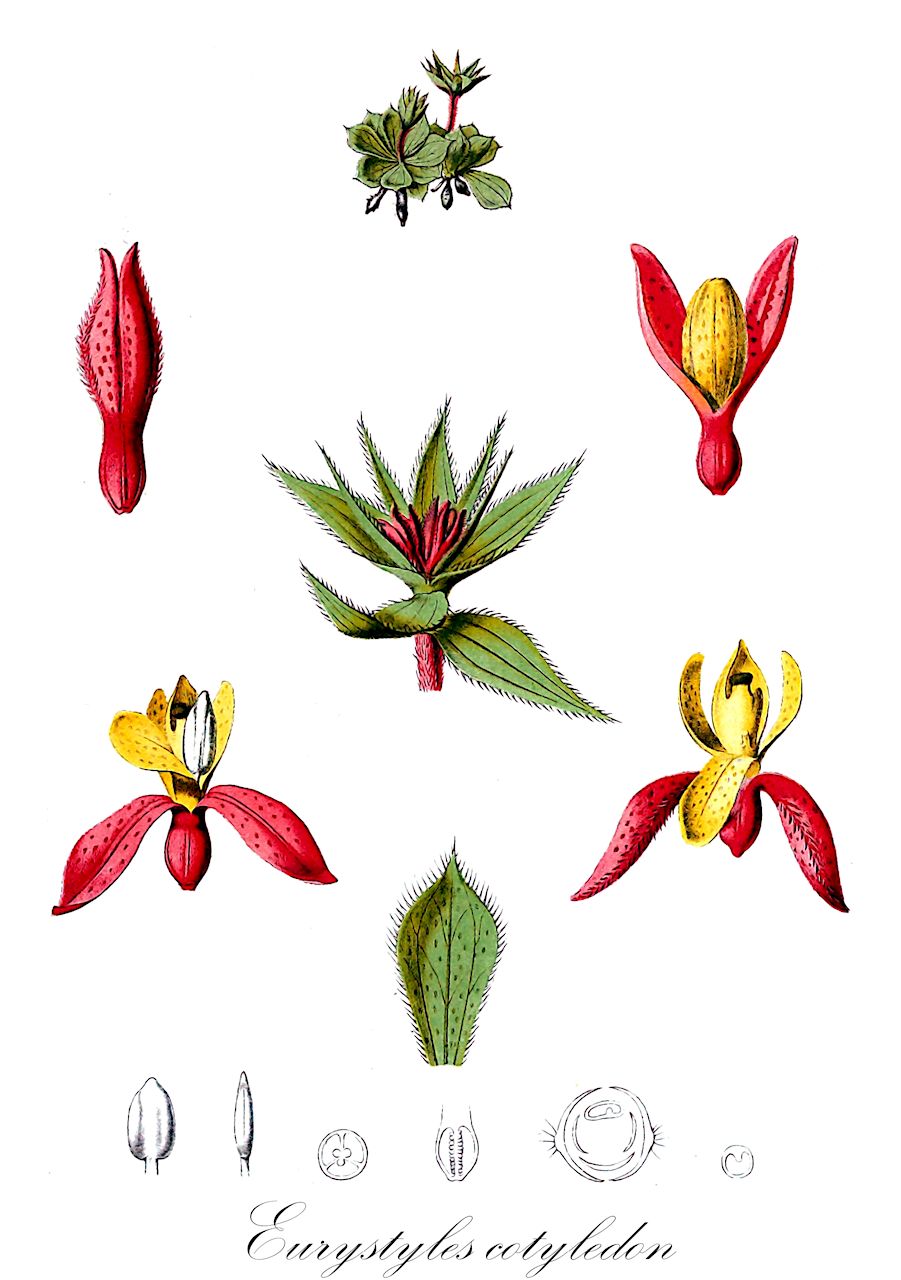 Eurystyles cotyledon - Orchidaceae,Plantae,Pteridobiotina,Angiosperms,Asparagales,Orchidaceae,Eurystyles,Eurystyles cotyledon,Eurystyles paranaensis, Stenoptera roehlii, Trachelosiphon paranaense, Trachelosiphon paranaensis
