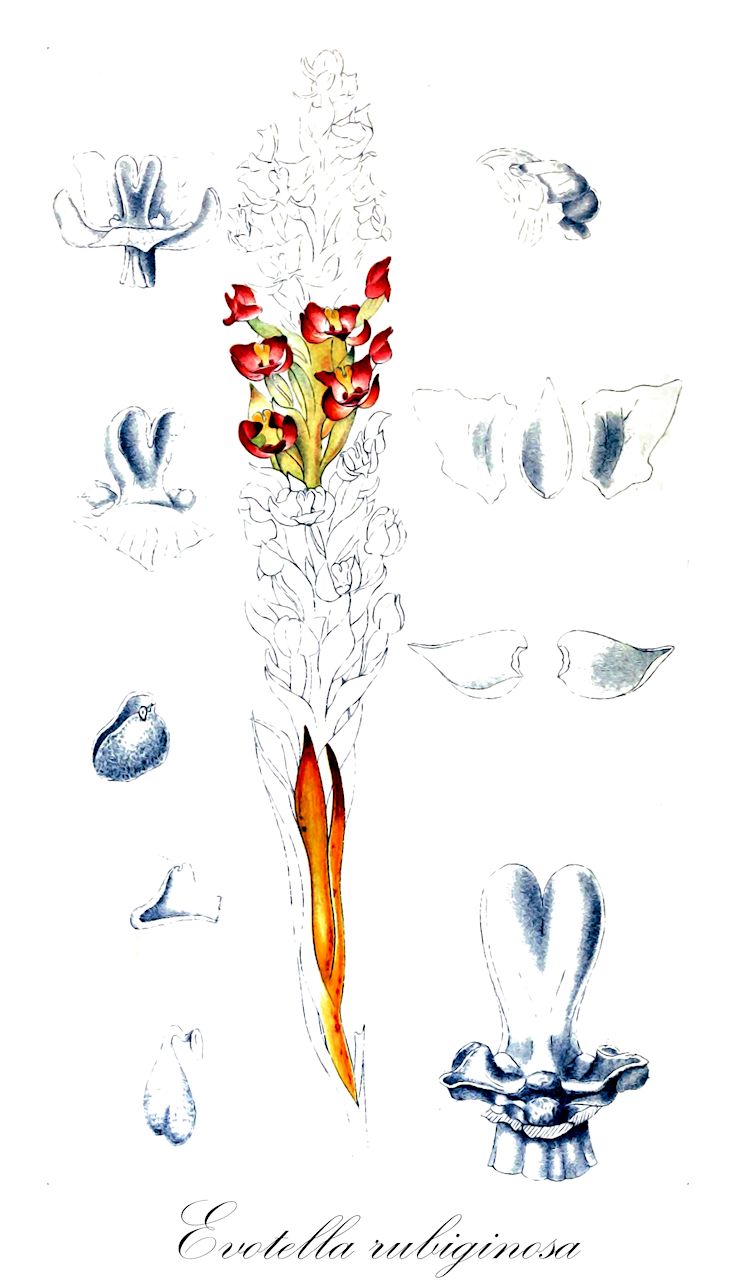 Evotella rubiginosa - Orchidaceae,Corycium rubiginosum, Pterygodium rubiginosum, Pterygodium rubiginosum,Plantae,Pteridobiotina,Angiosperms,Asparagales,Orchidaceae,Evotella,Evotella rubiginosa