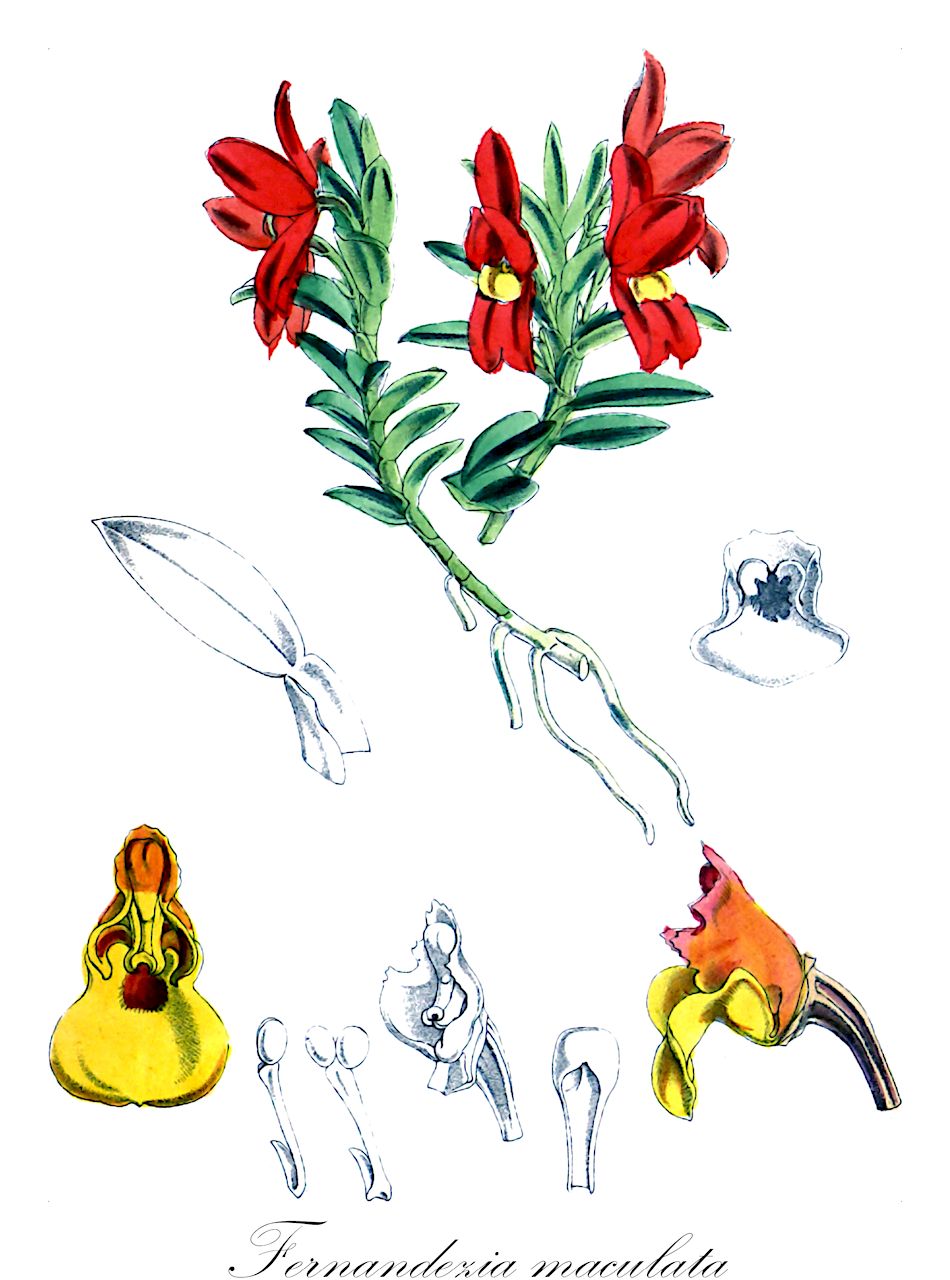 Fernandezia maculata - Orchidaceae,Plantae,Pteridobiotina,Angiosperms,Asparagales,Orchidaceae,Fernandezia,Fernandezia maculata,Centropetalum punctatum, Nasonia cinnabarina, Nasonia punctata