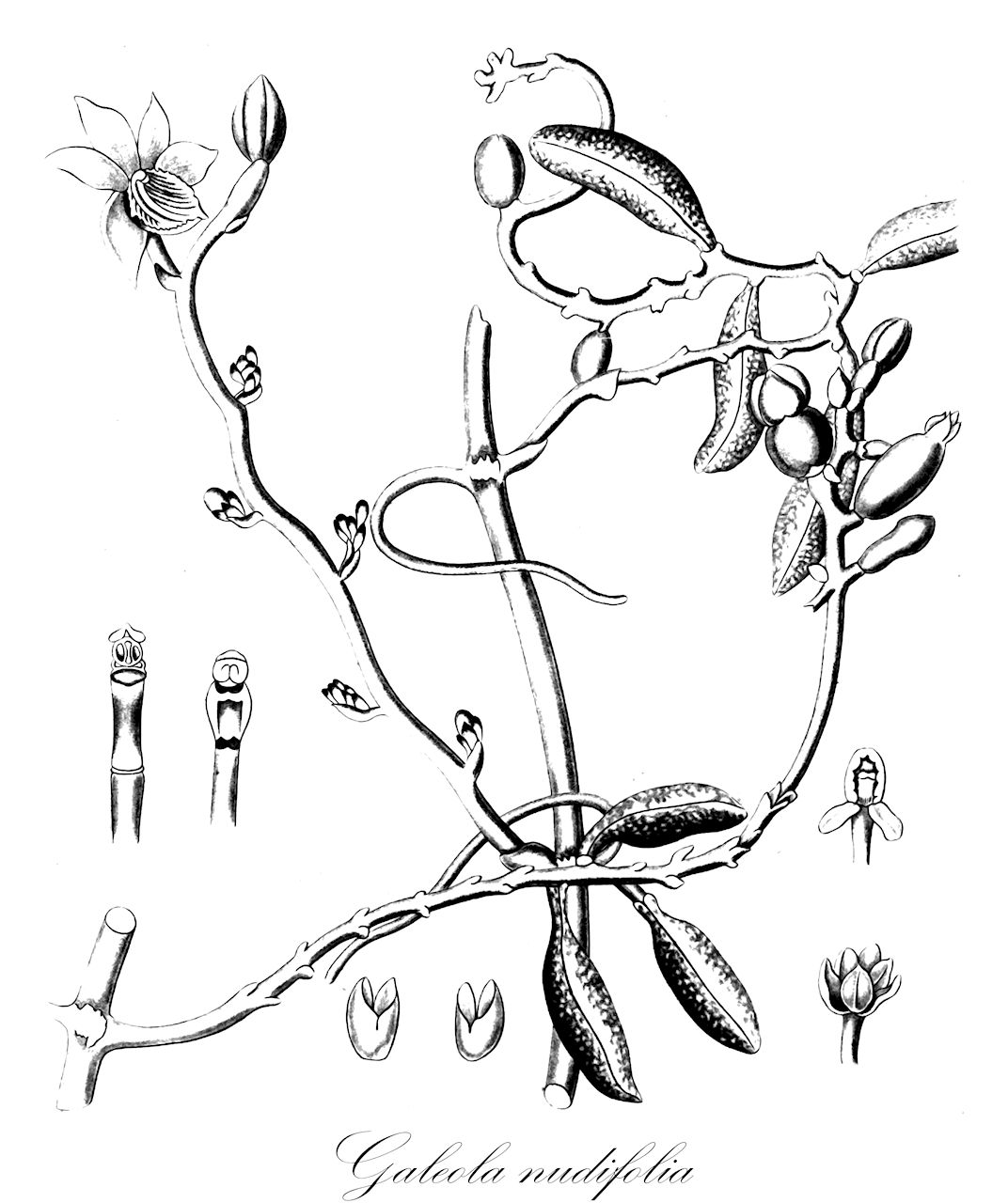 Galeola nudifolia - Orchidaceae,Plantae,Pteridobiotina,Angiosperms,Asparagales,Orchidaceae,Galeola,Galeola nudifolia,Conchoglossum silvestre, Cranichis nudifolia, Epidendrum galeola, Erythrorchis kuhlii, Galeola hydra, Galeola kuhlii, Galeola pterosperma, Galeola torana, Vanilla pterosperma, Vanilla rubiginosa