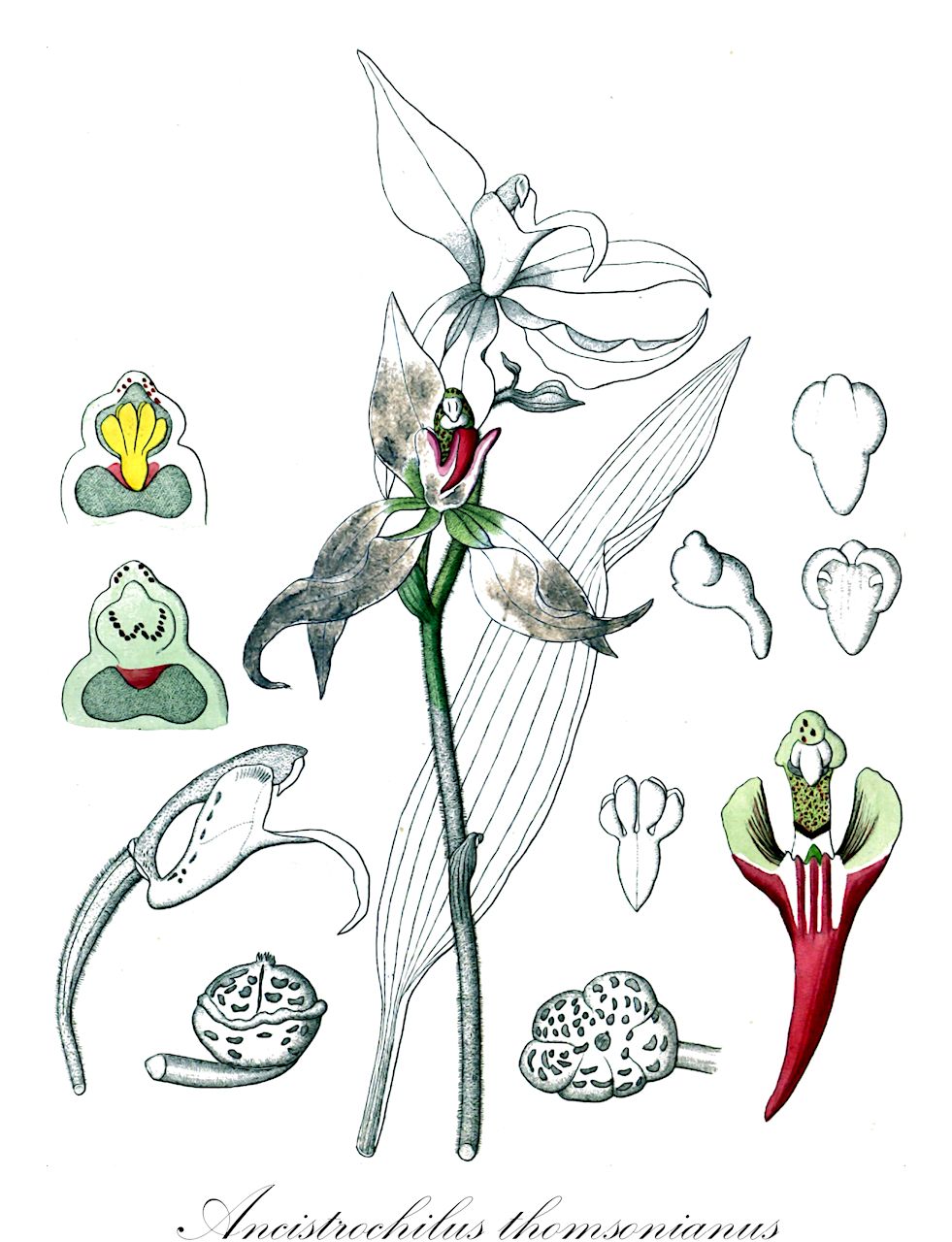 Ancistrochilus thomsonianus - Orchidaceae,Plantae,Pteridobiotina,Angiosperms,Asparagales,Orchidaceae,Ancistrochilus,Ancistrochilus thomsonianus,Ancistrochilus thomsonianus var. gentilii, Ipsea thomsoniana, Pachystoma thomsonianum
