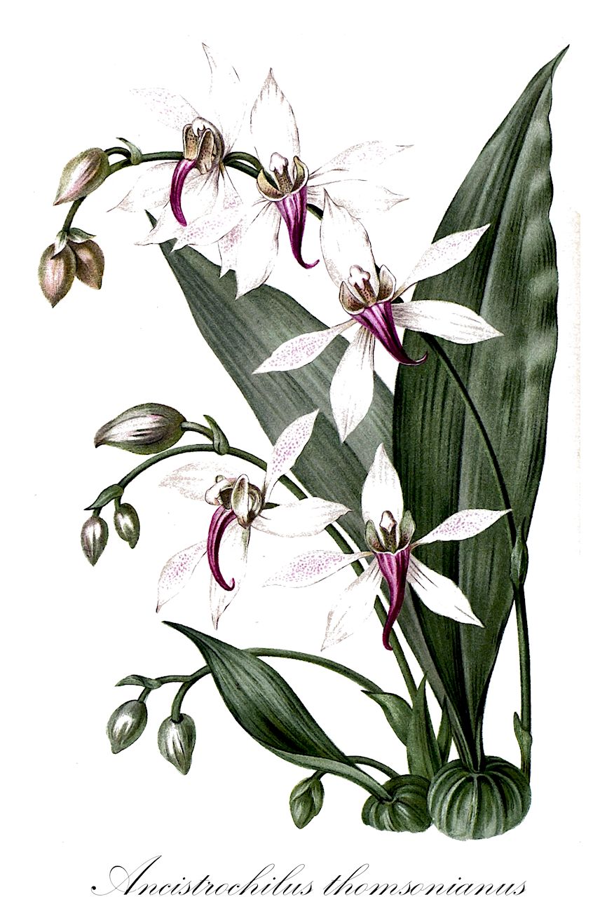 Ancistrochilus thomsonianus - Orchidaceae,Plantae,Pteridobiotina,Angiosperms,Asparagales,Orchidaceae,Ancistrochilus,Ancistrochilus thomsonianus,Ancistrochilus thomsonianus var. gentilii, Ipsea thomsoniana, Pachystoma thomsonianum