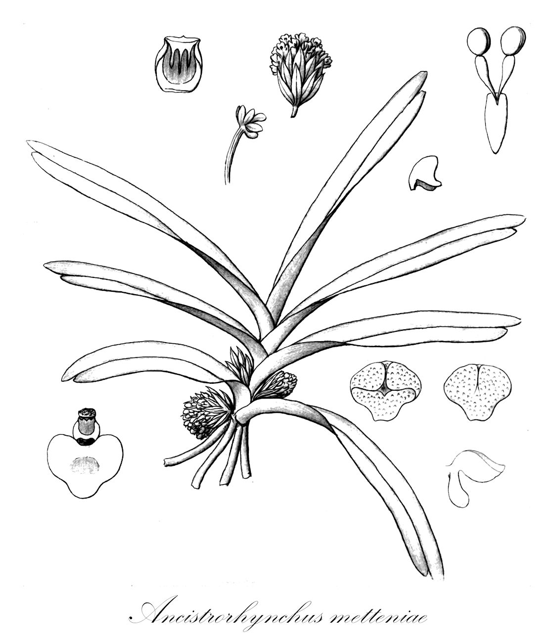 Ancistrorhynchus metteniae - Orchidaceae,Plantae,Pteridobiotina,Angiosperms,Asparagales,Orchidaceae,Ancistrorhynchus,Ancistrorhynchus metteniae,Angraecum cephalotes, Cephalangraecum braunii, Cephalangraecum metteniae, Listrostachys braunii, Listrostachys metteniae