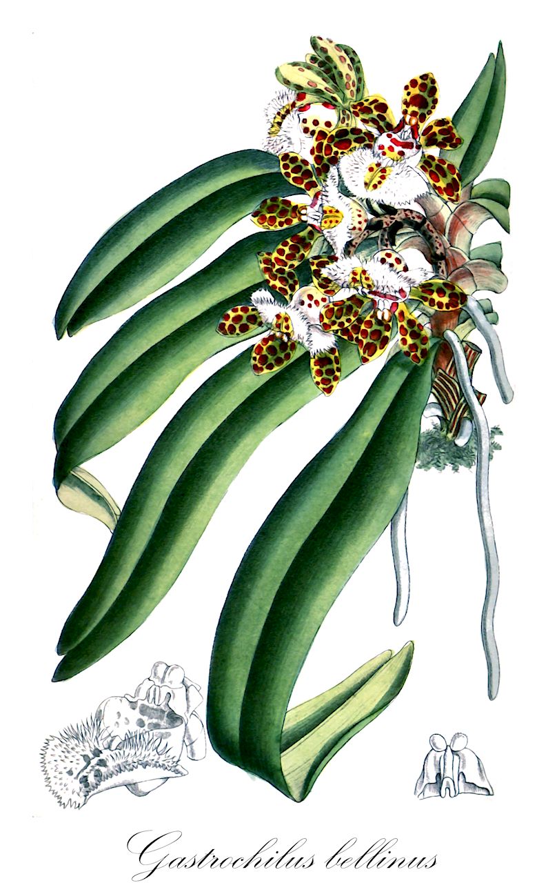 Gastrochilus bellinus - Orchidaceae,Plantae,Pteridobiotina,Angiosperms,Asparagales,Orchidaceae,Gastrochilus,Gastrochilus bellinus,Saccolabium bellinum
