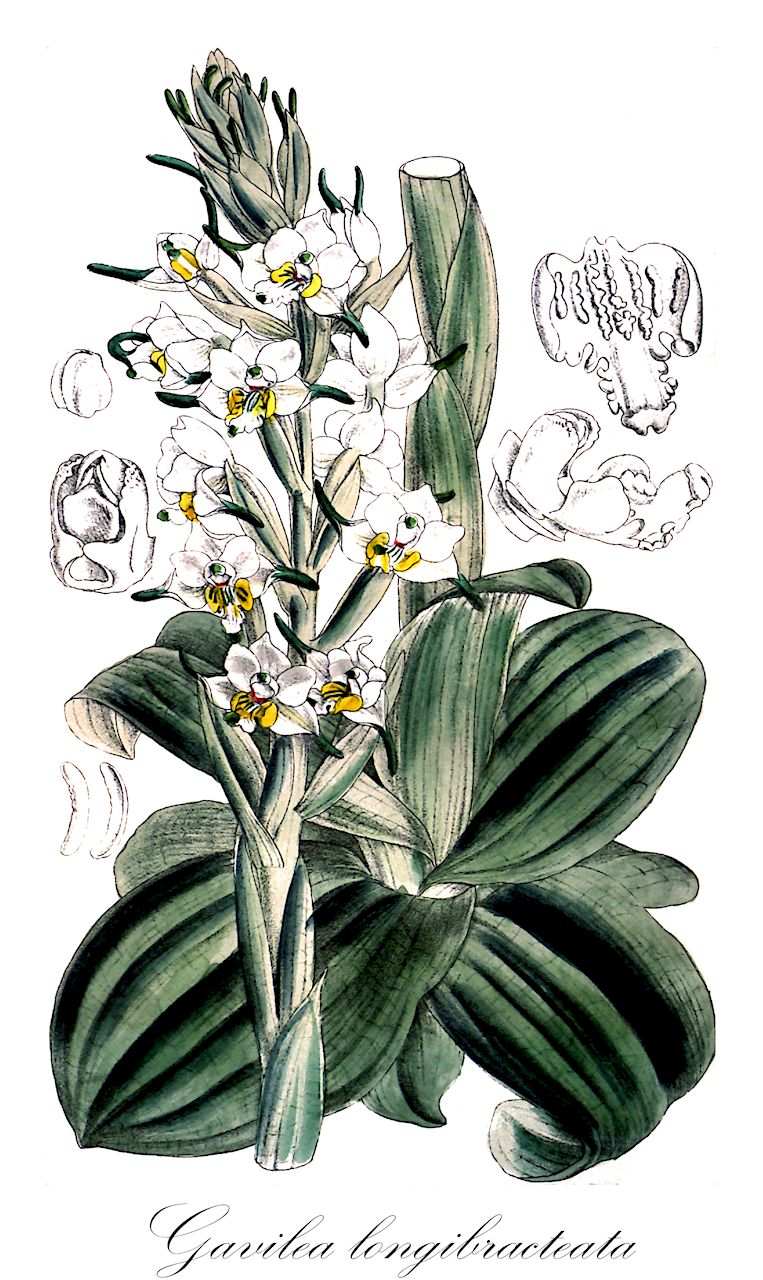 Gavilea longibracteata - Orchidaceae,Plantae,Pteridobiotina,Angiosperms,Asparagales,Orchidaceae,Gavilea,Gavilea longibracteata,Asarca berteroi, Asarca longibracteata, Asarca longibracteata, Asarca sinuata, Asarca spectabilis, Asarca verrucosa, Chloraea longibracteata, Chloraea semibarbata subsp. spectabilis, Chloraea spectabilis
