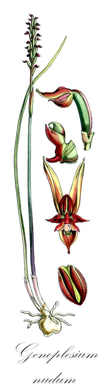 Genoplesium nudum - Orchidaceae,Plantae,Pteridobiotina,Angiosperms,Asparagales,Orchidaceae,Genoplesium,Genoplesium nudum,Corunastylis nuda, Prasophyllum attenuatum, Prasophyllum beaugleholei, Prasophyllum hopsonii, Prasophyllum nudum, Prasophyllum nudum, Prasophyllum variegatum