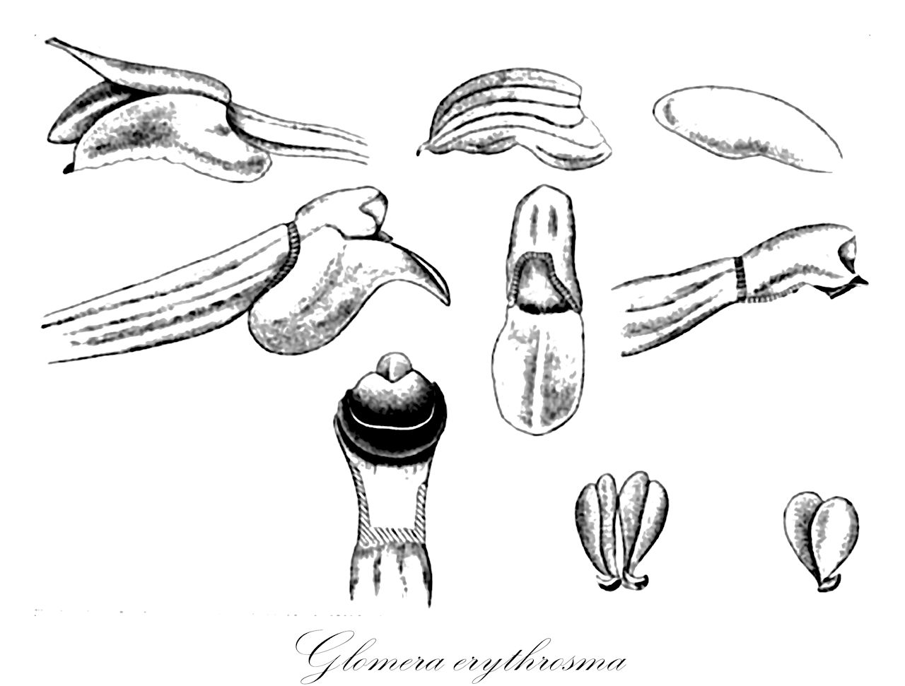 Glomera erythrosma - Orchidaceae,Plantae,Pteridobiotina,Angiosperms,Asparagales,Orchidaceae,Glomera,Glomera erythrosma