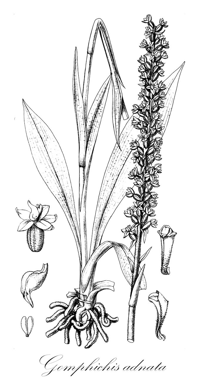 Gomphichis adnata - Orchidaceae,Plantae,Pteridobiotina,Angiosperms,Asparagales,Orchidaceae,Gomphichis,Gomphichis adnata,Gomphichis costaricensis, Gomphichis merzii, Stenoptera adnata, Stenoptera costaricensis