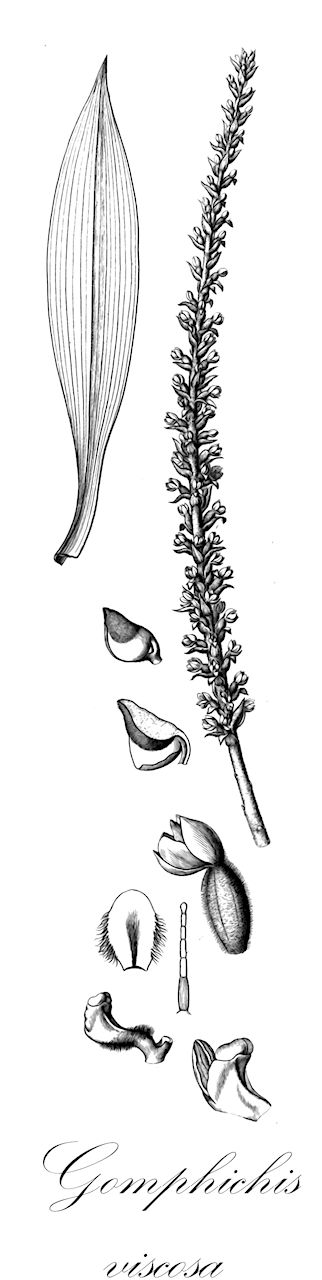 Gomphichis viscosa - Orchidaceae,Plantae,Pteridobiotina,Angiosperms,Asparagales,Orchidaceae,Gomphichis,Gomphichis viscosa,Gomphichis psilosepala, Stenoptera viscosa