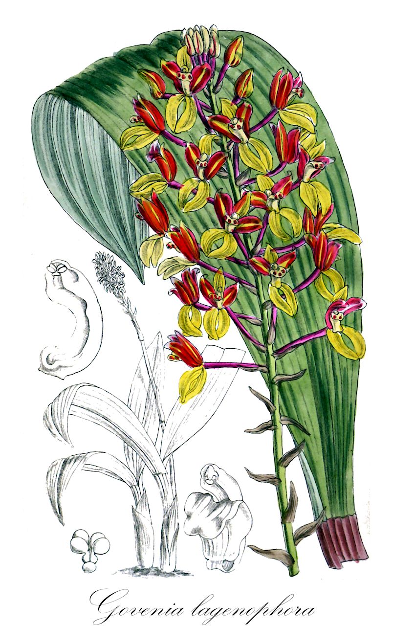 Govenia lagenophora - Orchidaceae,Plantae,Pteridobiotina,Angiosperms,Asparagales,Orchidaceae,Govenia,Govenia lagenophora,Govenia utriculata var. lagenophora