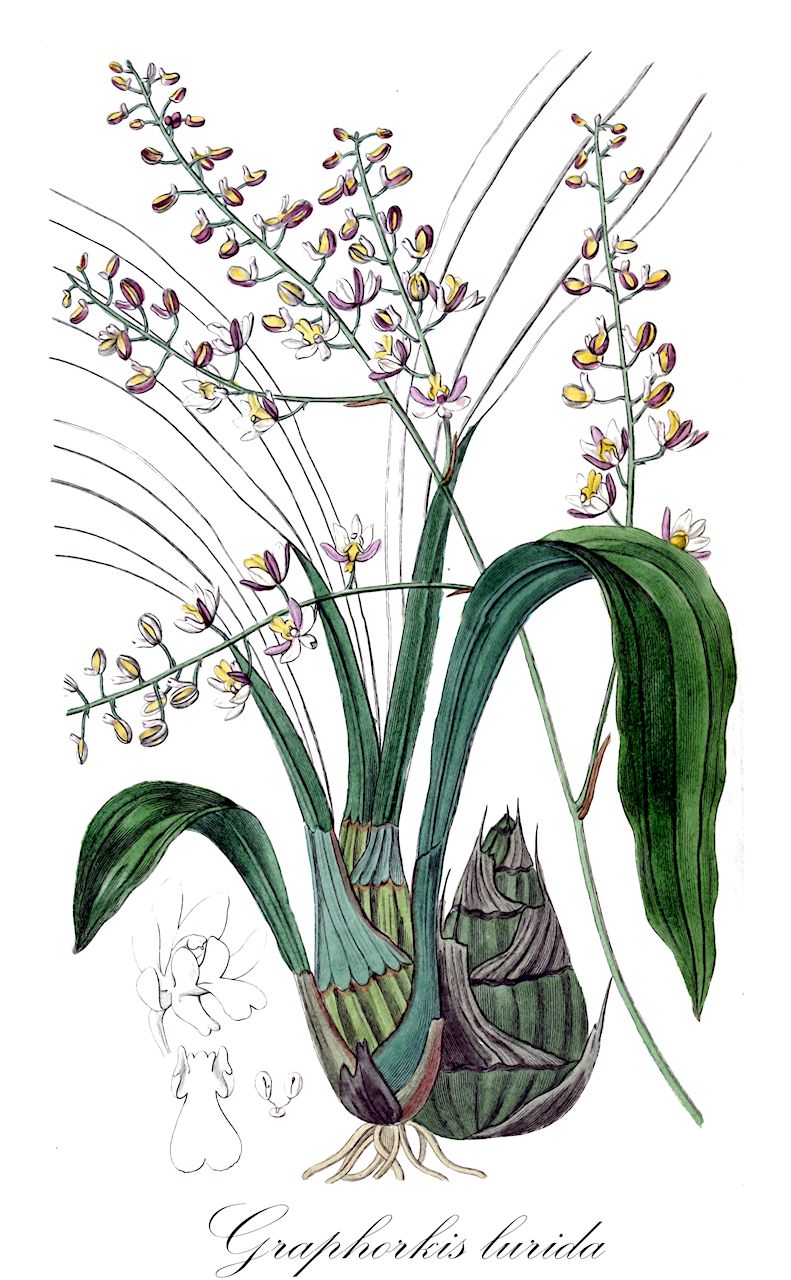 Graphorkis lurida - Orchidaceae,Plantae,Pteridobiotina,Angiosperms,Asparagales,Orchidaceae,Graphorkis,Graphorkis lurida,Angraecum luridum, Eulophia longicollis, Eulophia lurida, Eulophia virilis, Eulophiopsis lurida, Graphorchis lurida, Limodorum luridum
