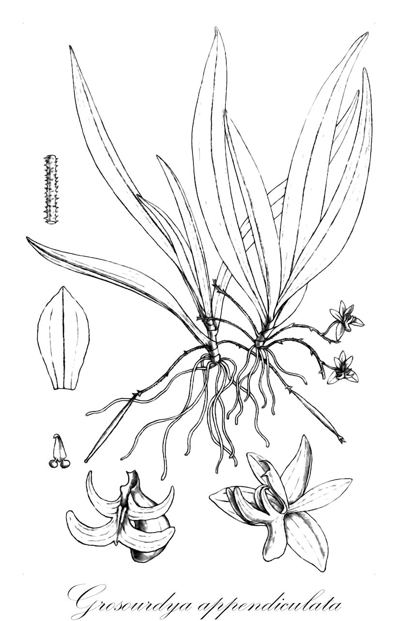Grosourdya appendiculata - Orchidaceae,Plantae,Pteridobiotina,Angiosperms,Asparagales,Orchidaceae,Grosourdya,Grosourdya appendiculata,Aerides pusilla, Ascochilus hirtulus, Dendrocolla appendiculata, Pteroceras appendiculatum, Saccolabium oberonioides, Sarcochilus appendiculatus, Sarcochilus hirtulus, Sarcochilus pusillus, Thrixspermum appendiculatum, Thrixspermum hirtulum