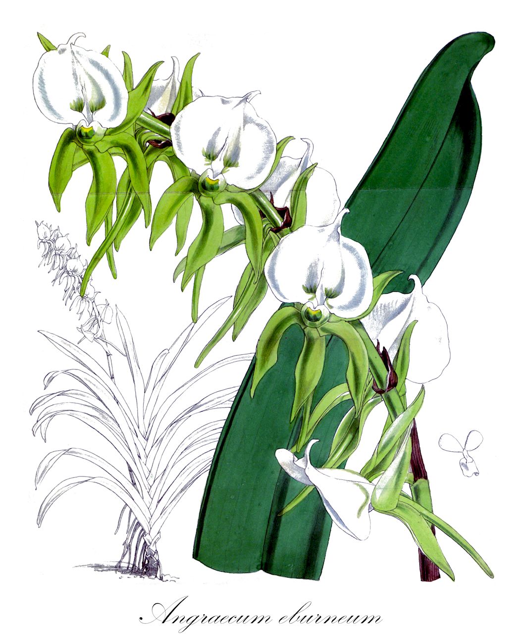 Angraecum eburneum - Orchidaceae,Plantae,Pteridobiotina,Angiosperms,Asparagales,Orchidaceae,Angraecum,Angraecum eburneum,Angorchis eburnea, Angorkis eburnangis, Limodorum eburneum,Kometenorchidee