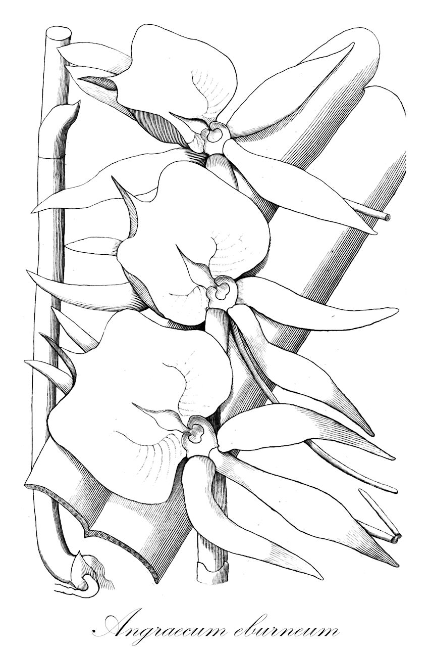 Angraecum eburneum - Orchidaceae,Plantae,Pteridobiotina,Angiosperms,Asparagales,Orchidaceae,Angraecum,Angraecum eburneum,Angorchis eburnea, Angorkis eburnangis, Limodorum eburneum,Kometenorchidee