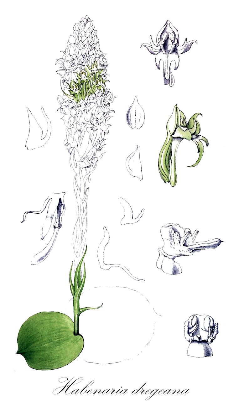 Habenaria dregeana - Orchidaceae,Plantae,Pteridobiotina,Angiosperms,Asparagales,Orchidaceae,Habenaria,Habenaria dregeana,Habenaria calva, Habenaria dregeana var. calva, Habenaria friesii