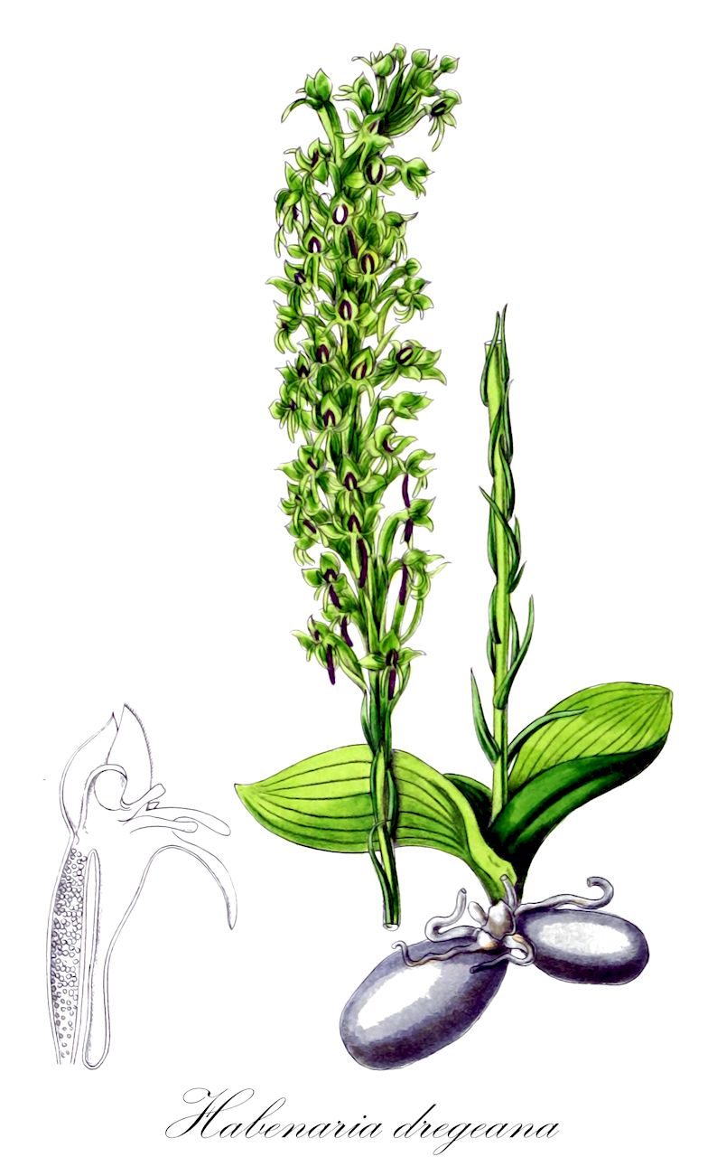 Habenaria dregeana - Orchidaceae,Plantae,Pteridobiotina,Angiosperms,Asparagales,Orchidaceae,Habenaria,Habenaria dregeana,Habenaria calva, Habenaria dregeana var. calva, Habenaria friesii