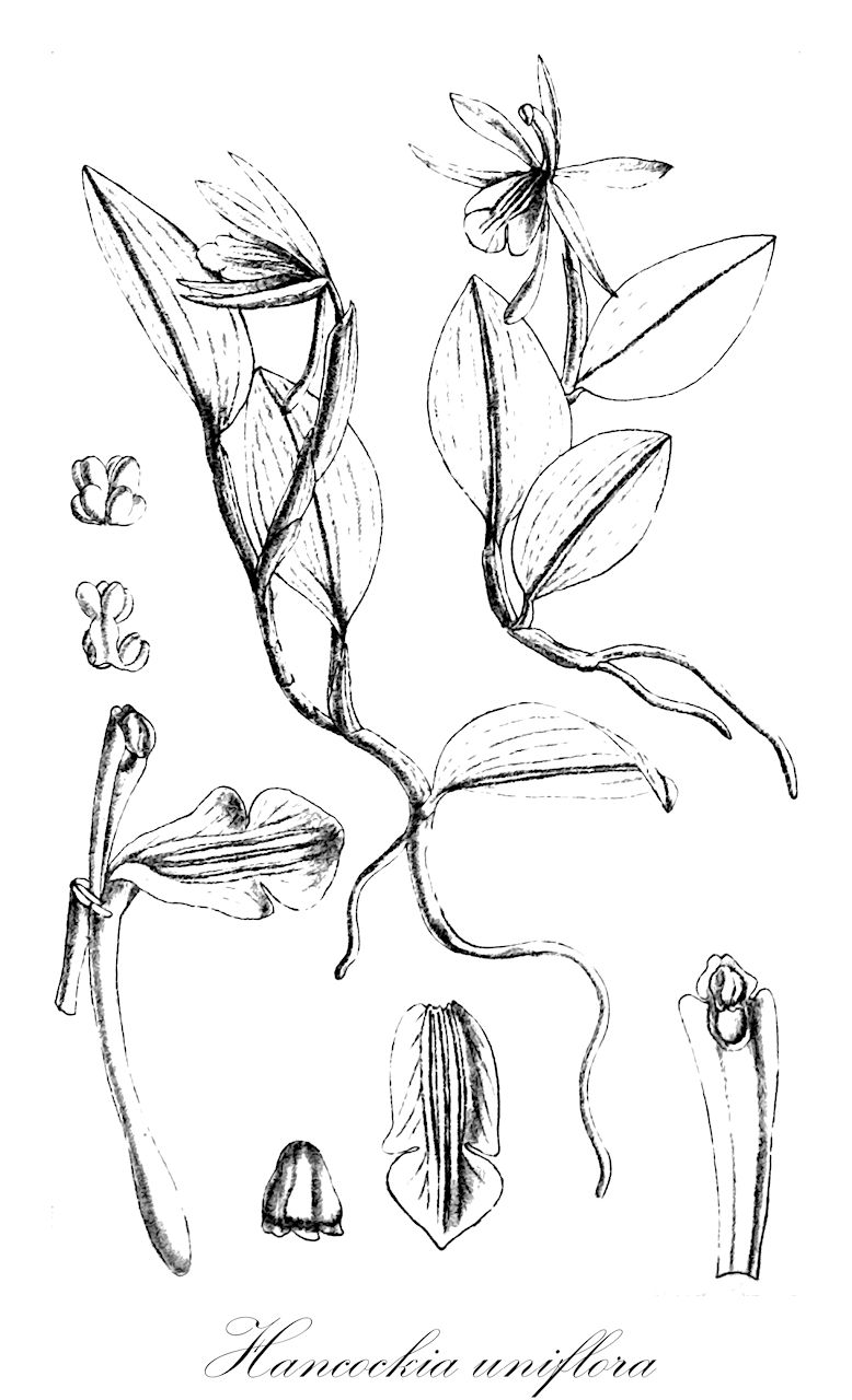 Hancockia uniflora - Orchidaceae,Plantae,Pteridobiotina,Angiosperms,Asparagales,Orchidaceae,Hancockia,Hancockia uniflora,Chrysoglossella japonica, Hancockia japonica