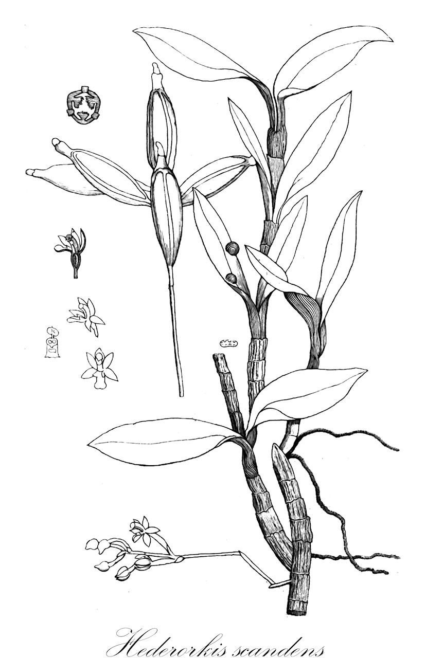 Hederorkis scandens - Orchidaceae,Plantae,Pteridobiotina,Angiosperms,Asparagales,Orchidaceae,Hederorkis,Hederorkis scandens