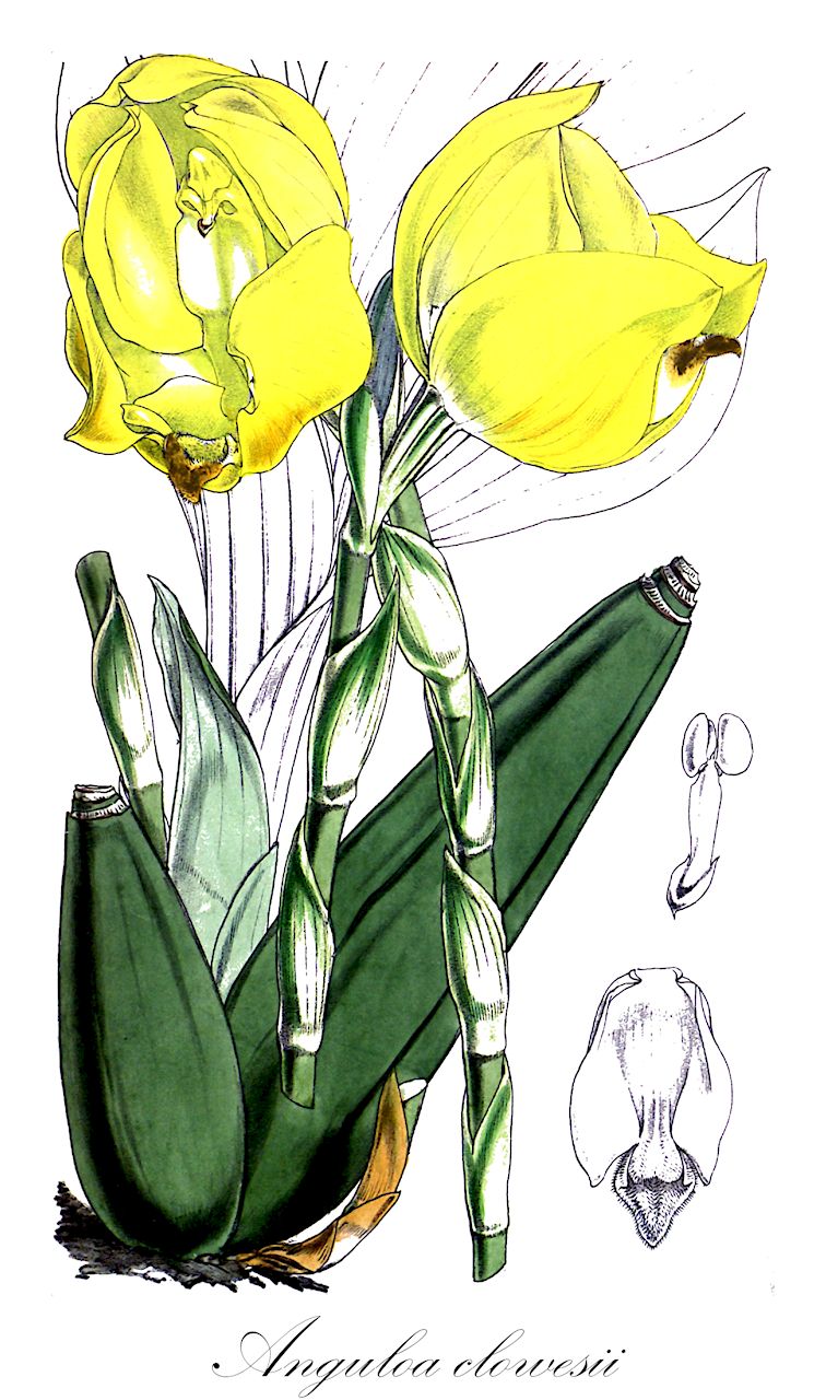 Anguloa clowesii - Orchidaceae,Plantae,Pteridobiotina,Angiosperms,Asparagales,Orchidaceae,Anguloa,Anguloa clowesii,Anguloa clowesii var. aurea, Anguloa clowesii var. flava