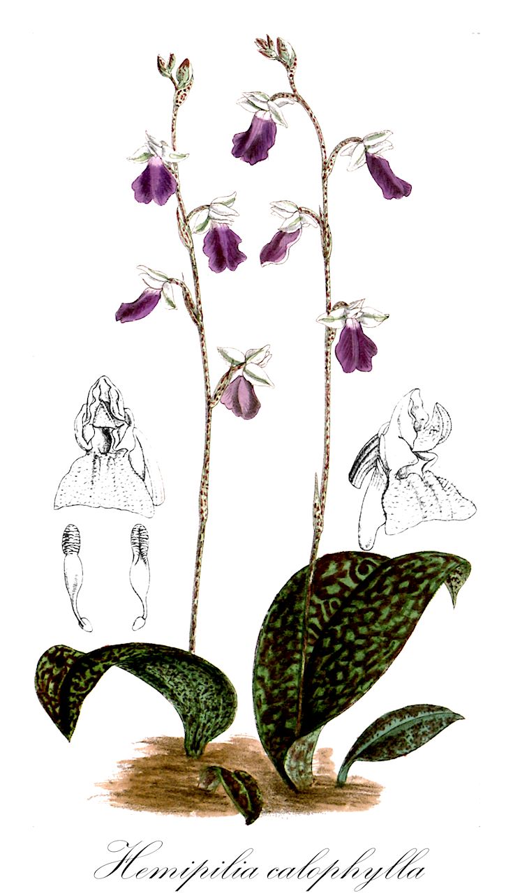 Hemipilia calophylla - Orchidaceae,Plantae,Pteridobiotina,Angiosperms,Asparagales,Orchidaceae,Hemipilia,Hemipilia calophylla,Galearis subrotunda, Hemipilia amethystina, Orchis subrotunda