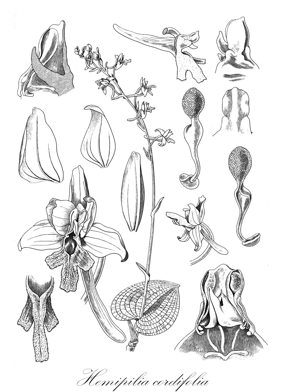 Hemipilia cordifolia - Orchidaceae,Plantae,Pteridobiotina,Angiosperms,Asparagales,Orchidaceae,Hemipilia,Hemipilia cordifolia,Hemipilia bulleyi, Hemipilia cordifolia var. yunnanensis, Hemipilia cruciata, Hemipilia cruciata var. yunnanensis, Hemipilia formosana, Hemipilia yunnanensis, Platanthera cordifolia, Platanthera cordifolia