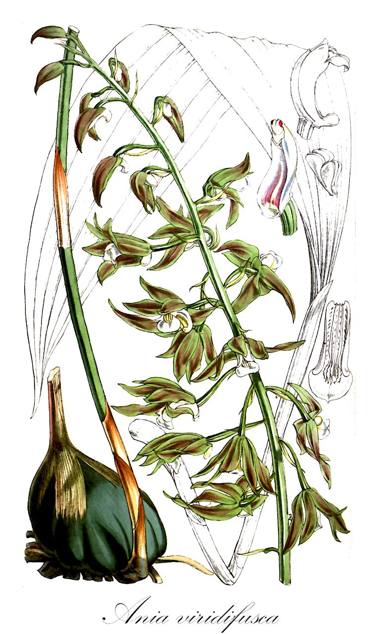 Ania viridifusca - Orchidaceae,Plantae,Pteridobiotina,Angiosperms,Asparagales,Orchidaceae,Ania,Ania viridifusca,Ania elata, Ascotainia elata, Ascotainia fuerstenbergiana, Ascotainia viridifusca, Calanthe eberhardtii, Calanthe viridifusca, Eria ania, Tainia elata, Tainia fuerstenbergiana, Tainia viridifusca