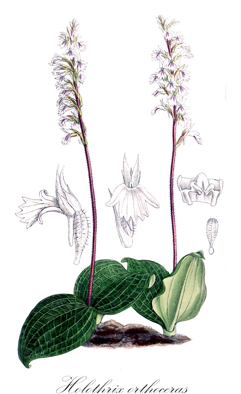 Holothrix orthoceras - Orchidaceae,Plantae,Pteridobiotina,Angiosperms,Asparagales,Orchidaceae,Holothrix,Holothrix orthoceras,Tryphia orthoceras