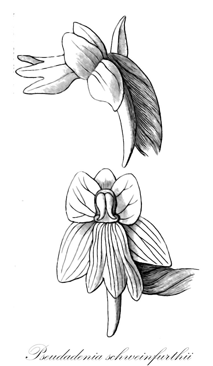 Pseudadenia schweinfurthii - Orchidaceae,Plantae,Pteridobiotina,Angiosperms,Asparagales,Orchidaceae,Pseudadenia,Pseudadenia schweinfurthii,Gymnabicchia schweinfurthii, Gymnadenia aschersonii, Gymnadenia schweinfurthii, Gymnorchis schweinfurthii, Leucadenia schweinfurthii
