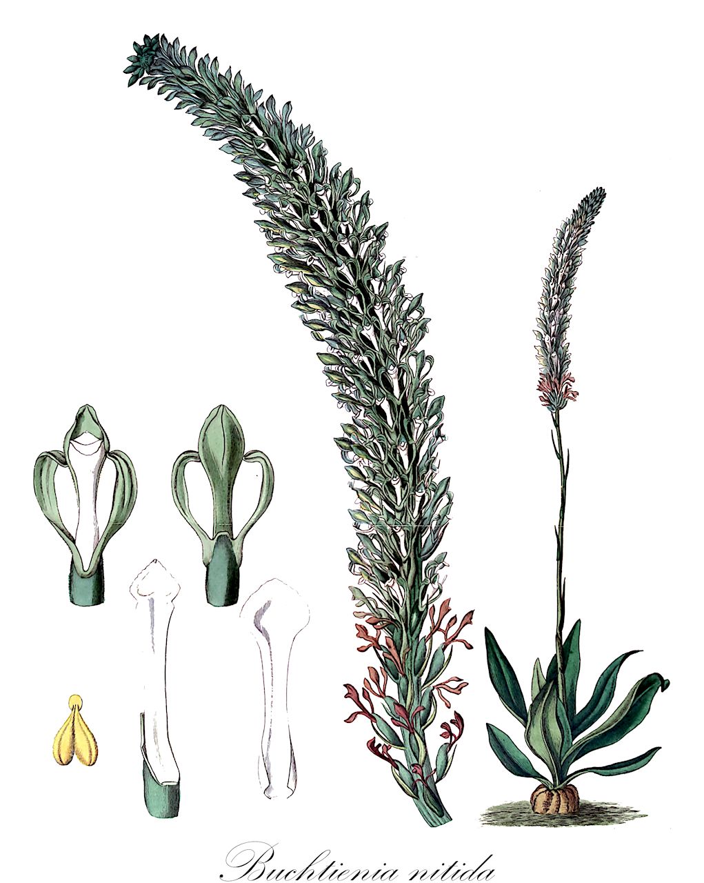 Buchtienia nitida - Orchidaceae,Plantae,Pteridobiotina,Angiosperms,Asparagales,Orchidaceae,Buchtienia,Buchtienia nitida,Buchtienia claudiae, Sauroglossum nitidum, Serapias nitida, Serapias nitida, Spiranthes nitida