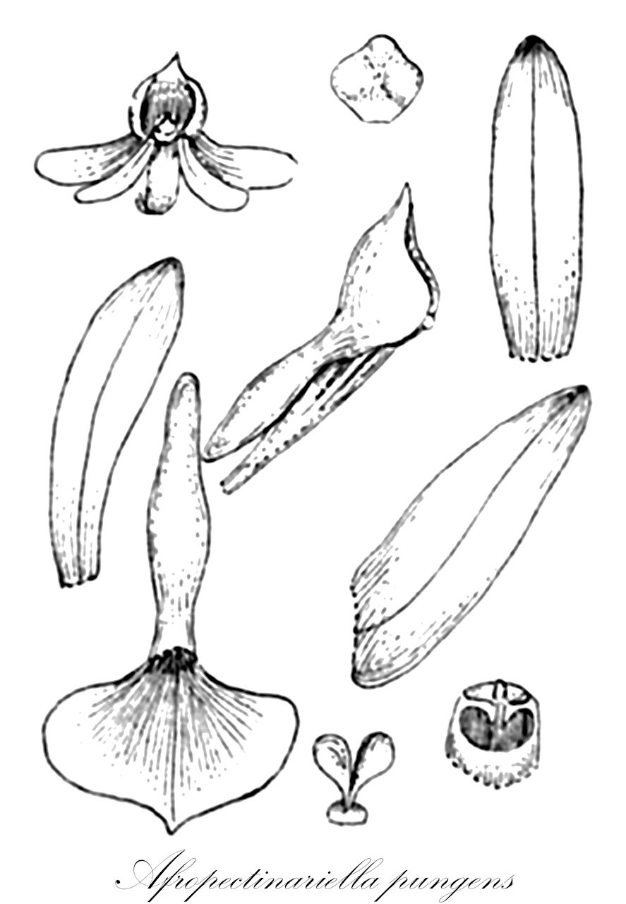 Afropectinariella pungens - Orchidaceae,Plantae,Pteridobiotina,Angiosperms,Asparagales,Orchidaceae,Afropectinariella,Afropectinariella pungens,Angraecopsis pungens, Angraecum arthrophyllum, Angraecum pungens, Mystacidium arthrophyllum, Pectinariella pungens