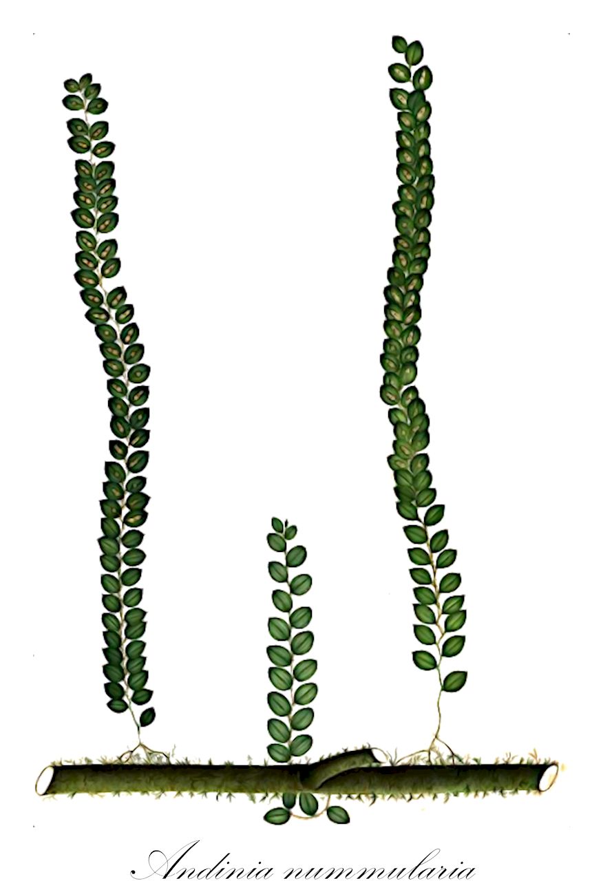 Andinia nummularia - Orchidaceae,Plantae,Pteridobiotina,Angiosperms,Asparagales,Orchidaceae,Andinia,Andinia nummularia,Brachycladium nummularium, Lepanthes nummularia, Lepanthes ospinae, Lepanthes polygonoides, Neooreophilus nummularius, Oreophilus nummularius, Penducella nummularia