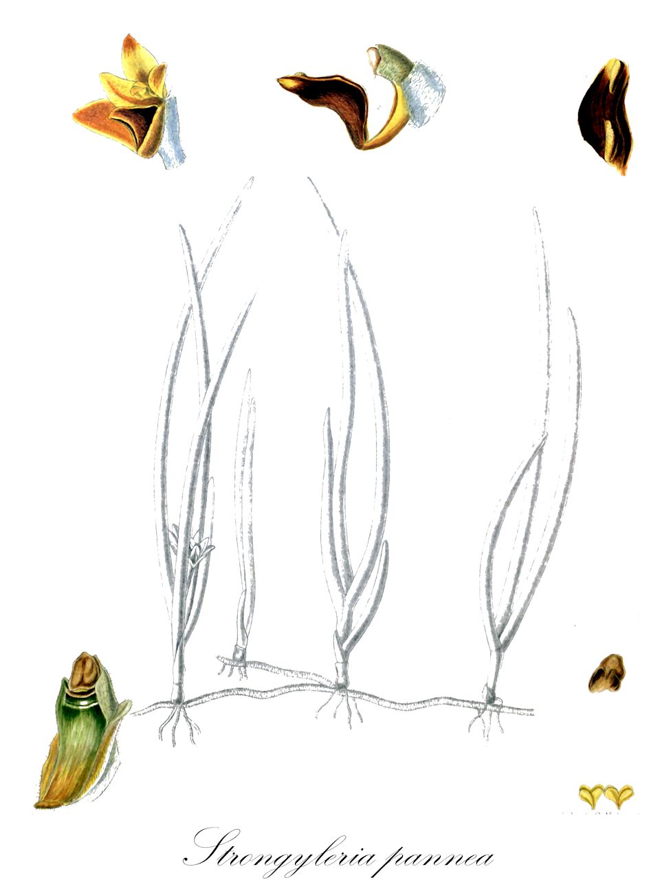 Strongyleria pannea - Orchidaceae,Eria calamifolia, Eria nivosa, Eria odoratissima, Eria pannea, Eria teretifolia, Mycaranthes pannea, Pinalia calamifolia, Pinalia pannea,Plantae,Pteridobiotina,Angiosperms,Asparagales,Orchidaceae,Strongyleria,Strongyleria pannea