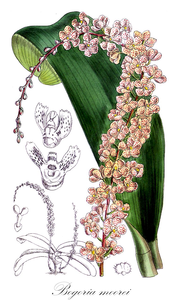 Bogoria moorei - Orchidaceae,Plantae,Pteridobiotina,Angiosperms,Asparagales,Orchidaceae,Bogoria,Bogoria moorei,Pteroceras moorei, Rhinerrhiza moorei, Rhinerrhizopsis moorei, Sarcochilus englerianum, Sarcochilus moorei, Sarcochilus moorei, Sarcochilus papuanus, Sarcochilus solomonensis, Thrixspermum moorei