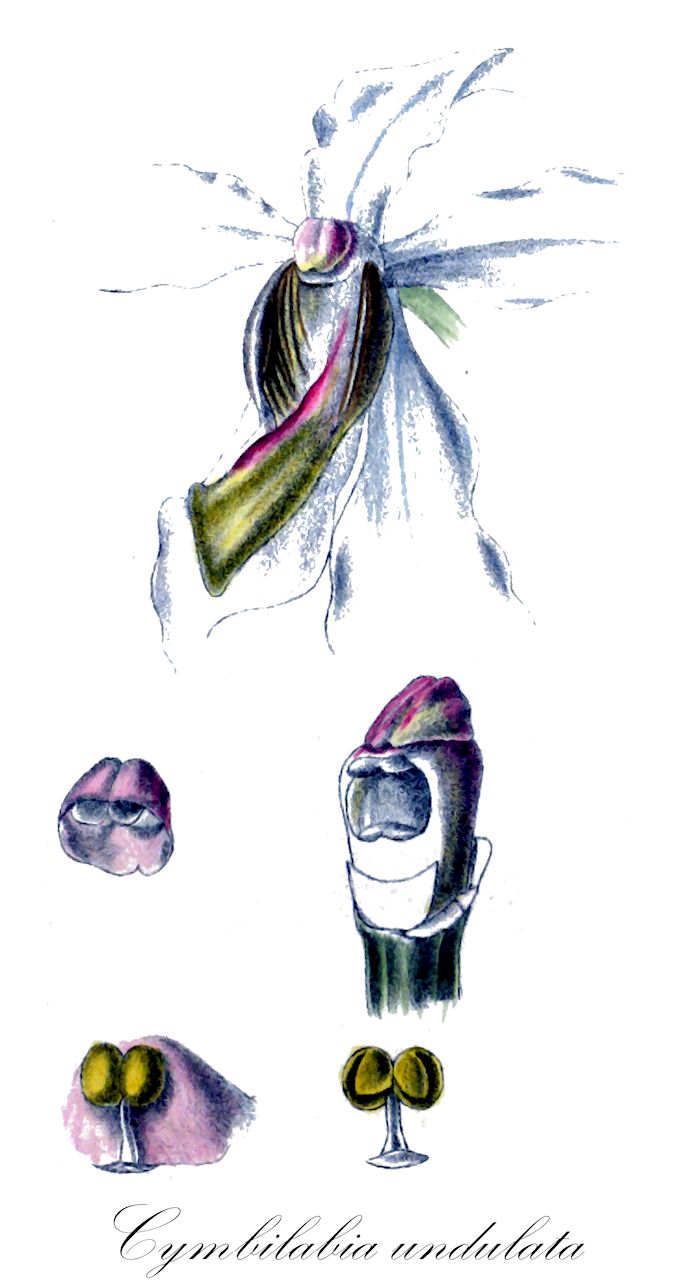 Cymbilabia undulata - Orchidaceae,Fieldia undulata, Stauropsis polyantha, Stauropsis undulatus, Vanda undulata, Vandopsis undulata,Plantae,Pteridobiotina,Angiosperms,Asparagales,Orchidaceae,Cymbilabia,Cymbilabia undulata