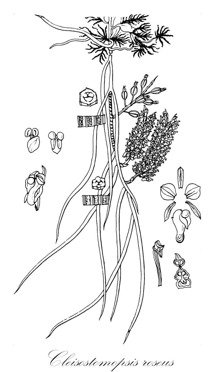 Cleisostomopsis roseus - Orchidaceae,Plantae,Pteridobiotina,Angiosperms,Asparagales,Orchidaceae,Cleisostomopsis,Cleisostomopsis roseus,Saccolabium roseum, Sarcanthus roseus, Schoenorchis roseus, Seidenfadeniella rosea