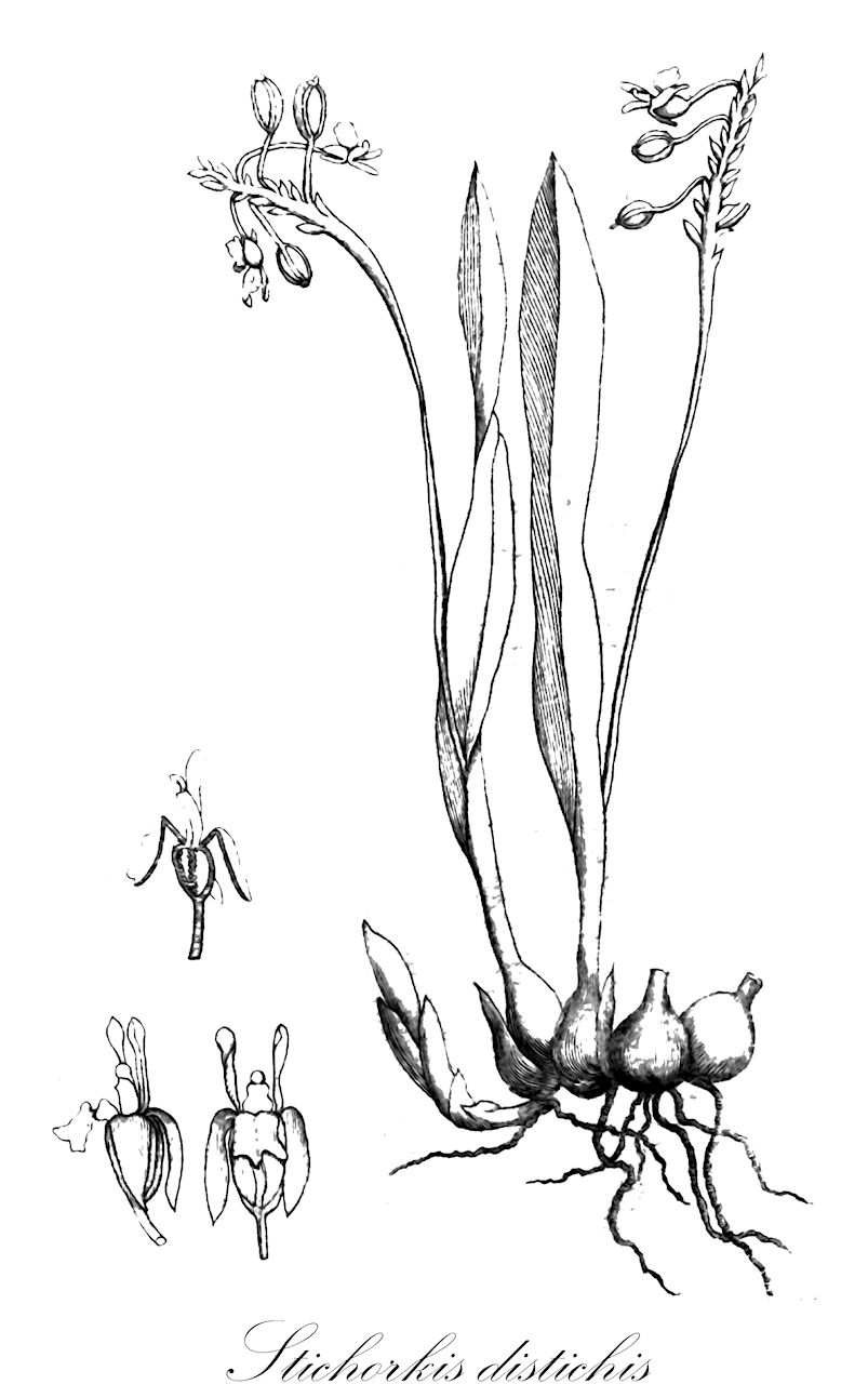 Stichorkis distichis - Orchidaceae,Plantae,Pteridobiotina,Angiosperms,Asparagales,Orchidaceae,Stichorkis,Stichorkis distichis,Cestichis disticha, Disticholiparis disticha, Disticholiparis gregaria, Leptorkis disticha, Liparis disticha, Liparis gregaria, Malaxis disticha, Stichorkis disticha, Sturmia gregaria