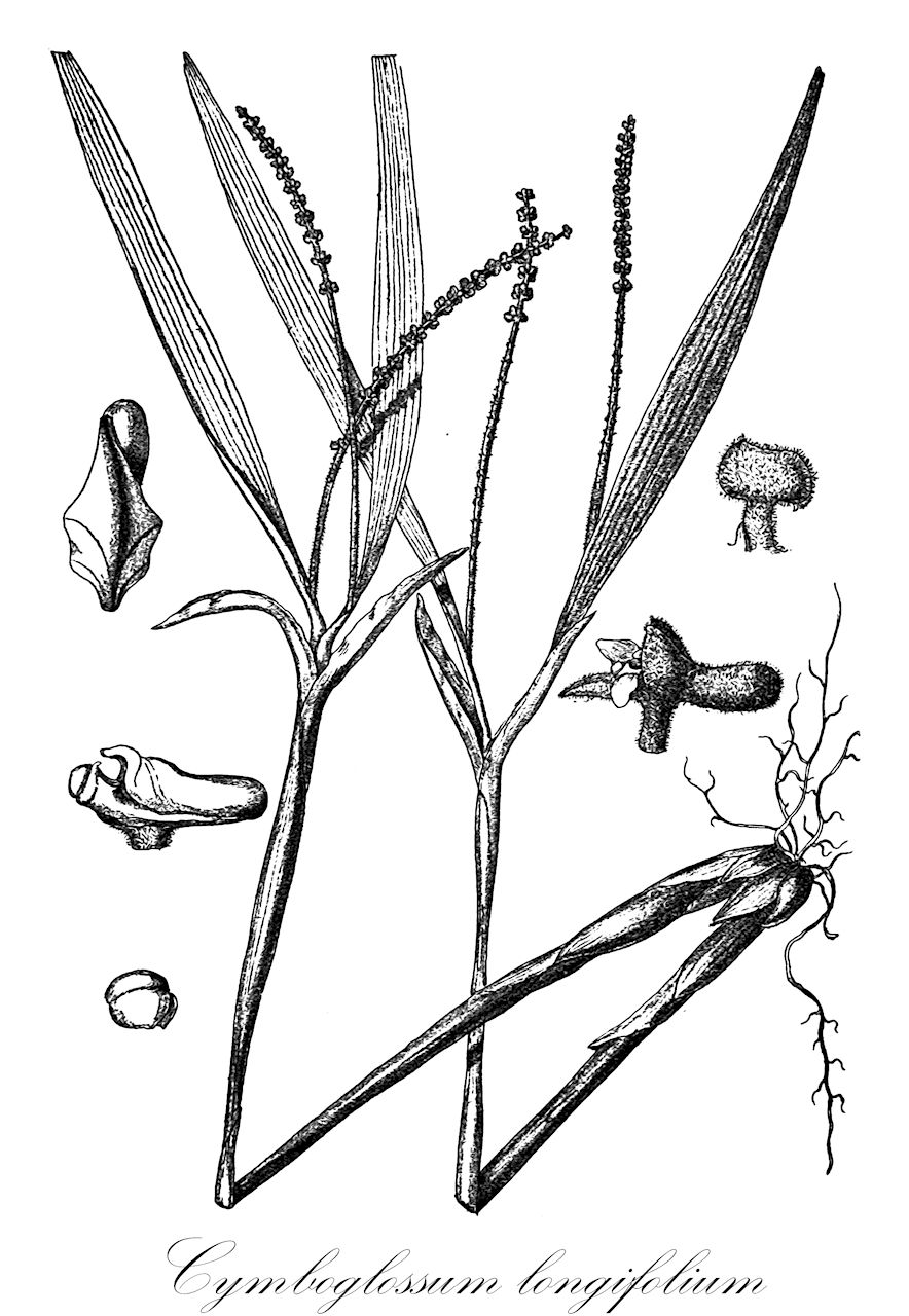 Cymboglossum longifolium - Orchidaceae,Plantae,Pteridobiotina,Angiosperms,Asparagales,Orchidaceae,Cymboglossum,Cymboglossum longifolium,Ascidieria longifolia, Ascidieria verticillaris, Eria longifolia, Eria verticillaris, Pinalia longifolia