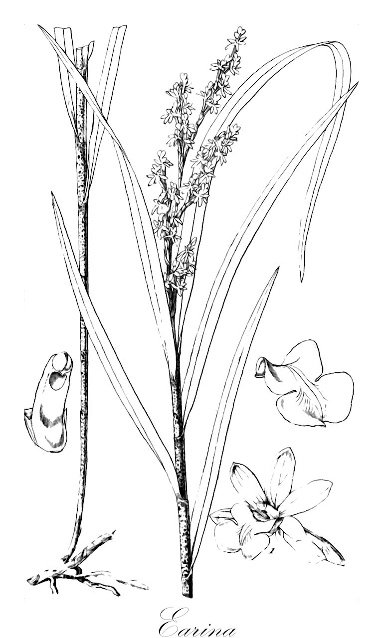 Earina - Orchidaceae,Plantae,Pteridobiotina,Angiosperms,Asparagales,Orchidaceae,Earina