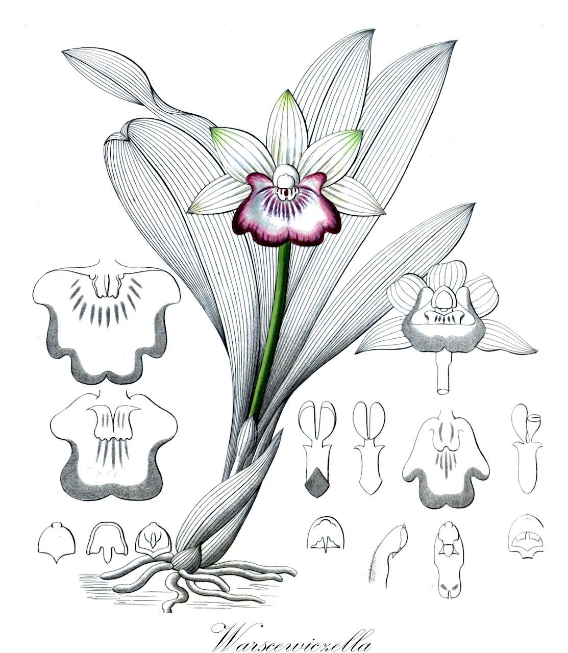 Warscewiczella - Orchidaceae,Plantae,Pteridobiotina,Angiosperms,Asparagales,Orchidaceae,Warscewiczella