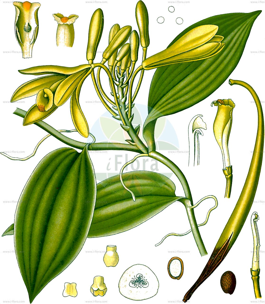 Vanilla planifolia - Orchidaceae,Plantae,Pteridobiotina,Angiosperms,Asparagales,Orchidaceae,Vanilla,Vanilla planifolia,Epidendrum rubrum, Myrobroma fragrans, Notylia planifolia, Notylia sativa, Notylia sylvestris, Vanilla aromatica, Vanilla aromatica var. bicolor, Vanilla aromatica var. claviculata, Vanilla aromatica var. discolor, Vanilla aromatica var. lutescens, Vanilla aromatica var. planifolia, Vanilla bampsiana, Vanilla duckei, Vanilla fragrans, Vanilla planifolia var. angusta, Vanilla planifolia var. angusta, Vanilla rubra, Vanilla sativa, Vanilla schwackeana, Vanilla sotoarenasii, Vanilla sylvestris, Vanilla viridiflora,Bourbon-Vanille;Echte Vanille;Gewürzvanille;Mexikanische Vanille;Tahiti-Vanille;commercial vanilla;vanilla;vanilla vine